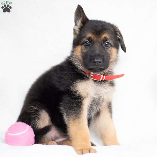 Jasper, German Shepherd Puppy